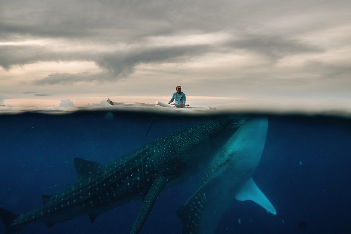<a href="https://www.mapsimages.com/works/please-dont-feed-the-whale-sharks/">Please Don't Feed the Whale Sharks?</a>